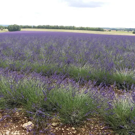 En Quercy Blanc Prázdninový dům Montcuq